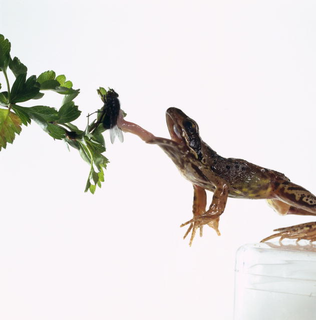 European Common Frog