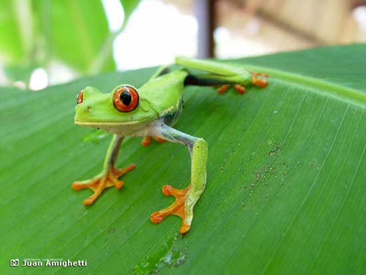 Guady Leaf Frog